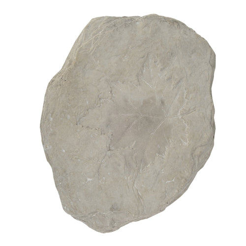 Accent Stone | Concrete | Fossil Maple Leaf | White
