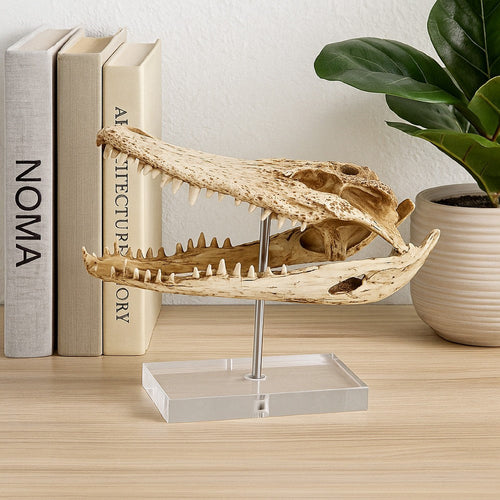Crocodile Head Accent Decor | Bone White | Brown Resin | Acrylic 13"