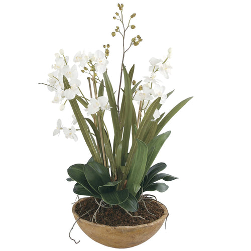 Moth Orchid Planter Floral Arrangement