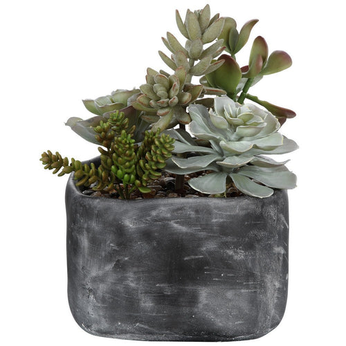 Alverio - 10 inch Desert Garden Succulents