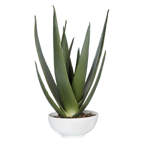 Evarado - 30 inch Aloe Planter