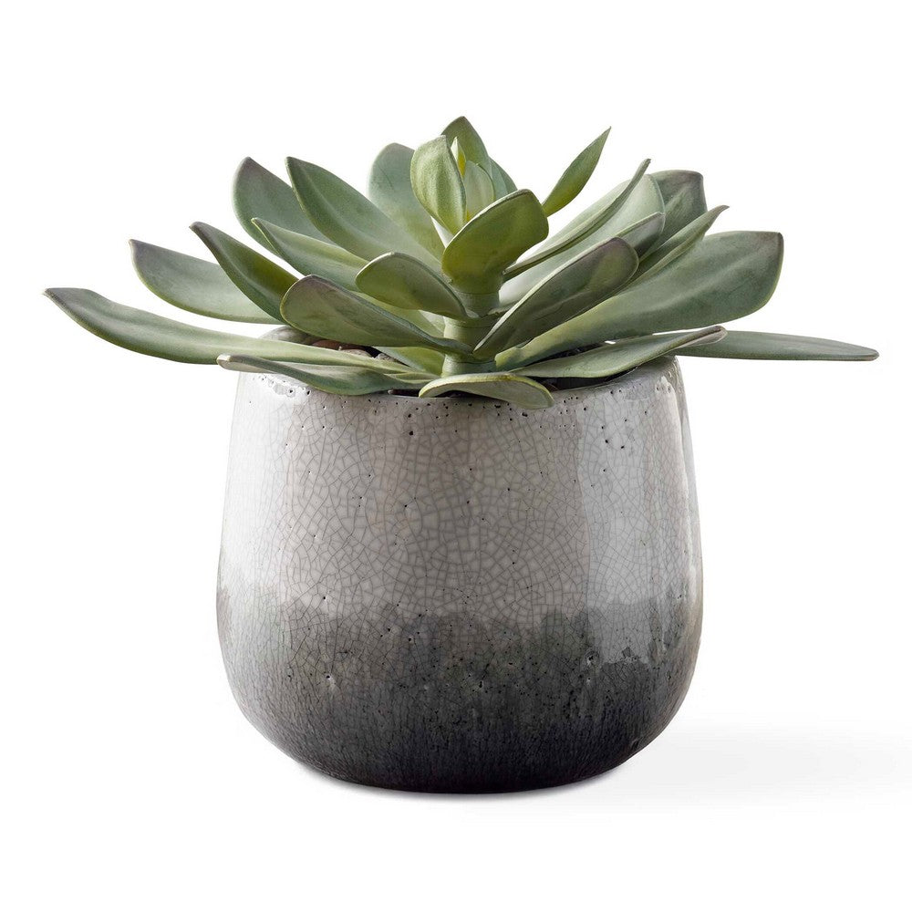 Uttermost Dudleya Gray Outdoor Succulent
