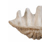 Medium Clam Shell Accent, White By Casagear Home