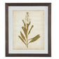 Wooden Frame Wall Art with Botanical Design, Set of 4, Green and Brown By Casagear Home