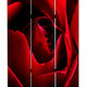 3 Panel Foldable Canvas Screen with Rose Print Red BM26536
