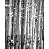 3 Panel Canvas Foldable Screen with Birch Print Black and White BM26560