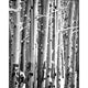 3 Panel Canvas Foldable Screen with Birch Print Black and White BM26560