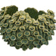 Nina Decorative Bowl Textured Green Ceramic Abstract Coral 11 Inch