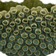 Nina Decorative Bowl Textured Green Ceramic Abstract Coral 14 Inch
