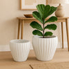 Accent Bowl Planter Set of 2 | Ribbed Edges White Terracotta, 14", 11"