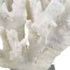 Manala Coral Sculpture with Clear Acrylic Base | White Resin 12’’