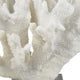 Manala Coral Sculpture with Clear Acrylic Base | White Resin 12’’