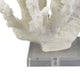 Manala Coral Sculpture with Clear Acrylic Base | White Resin 12’’