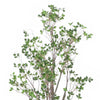 Deso Faux Milan Leaf Bonsai | Realistic Rich Green Oval Leaves 71’’