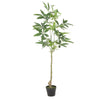 Leso Faux Macrocarpa Plant | Realistic Hand Shaped Green Leaves 47’’