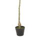 Leso Faux Macrocarpa Plant | Realistic Hand Shaped Green Leaves 47’’