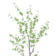 Yuri 59’’ Artificial Enkianthus Tree | Pre Potted | Brown Green White BM335239