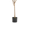 Zylo Faux Tree Eucolites Plant | 59" | Green Polyester
