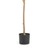 Zylo Decorative Faux Lemon Tree | 59’’ BM335725