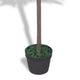 Zora 49 Inch Topiery Artificial Indoor Plant Green Leaves Brown Wood BM339710