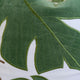 Lefy Accent Pillow | Green Autumn Leaf Design White Velvet | 20" Square