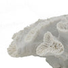 Decorative Coral Sculpture Tabletop Decor | 9" White Polyresin