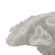 Decorative Coral Sculpture Tabletop Decor | 9" White Polyresin