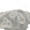 Decorative Coral Sculpture Tabletop Decor | 9" White Polyresin
