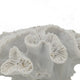 Decorative Coral Sculpture Tabletop Decor | 9" White Polyresin