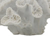 Decorative Coral Sculpture Tabletop Decor | 9" White Polyresin