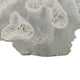 Decorative Coral Sculpture Tabletop Decor | 9" White Polyresin
