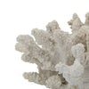 Coastal Decorative Faux Coral Sculpture | Realistic | 8" White Polyresin