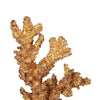 Coral Accent Tabletop Sculpture | Clear Glass Base | 13" Gold Resin