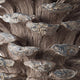 Hazel Pine Cone Accent Decor | Realistic 14" Sculpture Polyresin | Gray