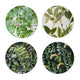 Linda Charger Plates Set of 4 | Foliage Motifs | Green-Black 13"