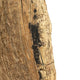 Coral Authentic Wood Cart-Wheel Sculpture on Black Stand | 27"