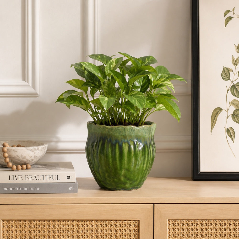 Ashly Decorative Planter with Scalloped Rim | Green Textured Ceramic 8"
