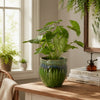 Ashly Decorative Planter with Scalloped Rim | Green Textured Ceramic 8"