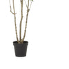 Terry Artificial Pieris Tree with White Planter | 95"