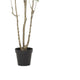 Terry Artificial Pieris Tree with White Planter | 95"