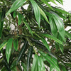 Aisha Artificial Willow Tree with ThermoPoly Silk Foliage | Green 83"