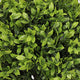Manto Boxwood Topiary Ball Trees | Set of 2 | Green Poly Silk 22"