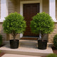 Manto Boxwood Topiary Ball Trees | Set of 2 | Green Poly Silk 22"
