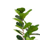 Axel Faux Fiddle Leaf Fig Tree | Iron Frame | Green Poly Silk 59"