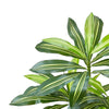 Kren Artificial Dracaena Tree | White Planter | Lifelike Poly Silk 60"