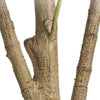 Ezra Artificial Olive Tree with Black Pot | Lifelike Poly Silk 61"