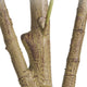 Ezra Artificial Olive Tree with Black Pot | Lifelike Poly Silk 61"