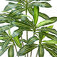 Kren Artificial Dracaena Tree | White Planter | Lifelike Poly Silk 72"