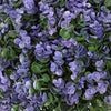 Dammy Eucalyptus Topiary 16" Ball Plants | Set of 2 |  22" H