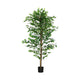 Carla Artificial Ficus Tree with PEVA Leaves | Black Pot | Lifelike 71"